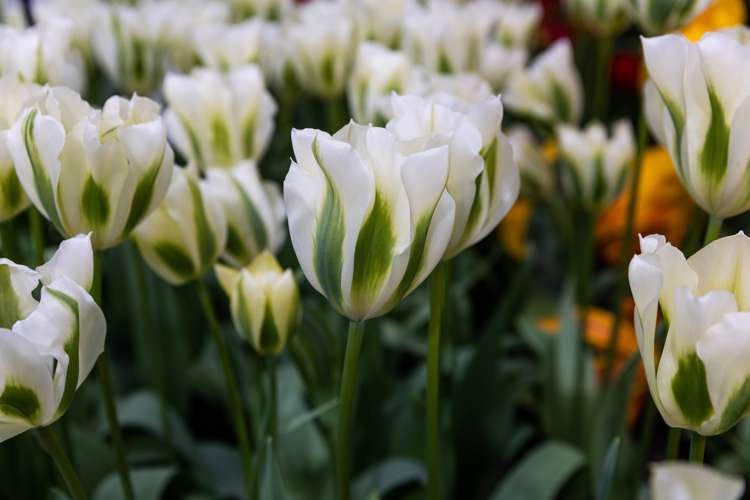 Tulpan 'Spring Green'